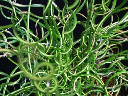 Juncus effusus var. spiralis (Corkscrew rush) - Marginal Pond Plants - MP065