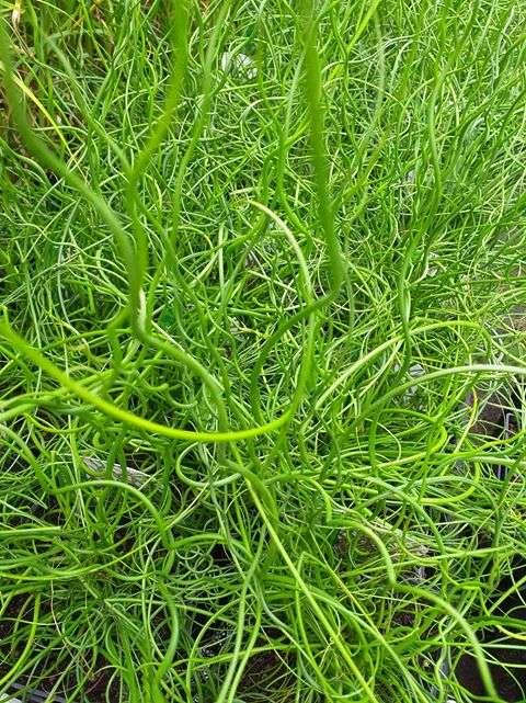 Juncus effusus var. spiralis (Corkscrew rush) - Marginal Pond Plants - MP065