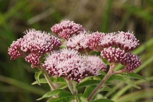 Eupatorium cannabinum (Hemp agrimony) - Marginal Pond Plants - BP038