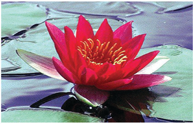 Laydekeri Fulgens water lily - pond plants - DW04