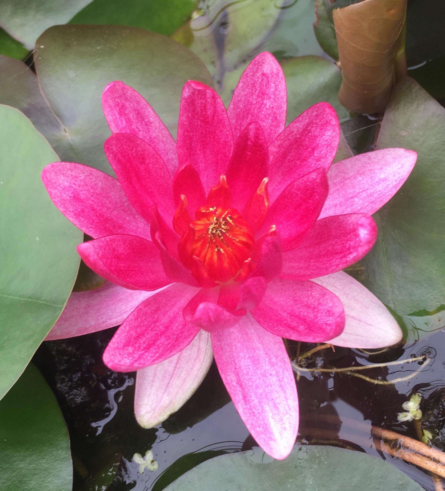 Laydekeri Fulgens water lily - pond plants - DW04