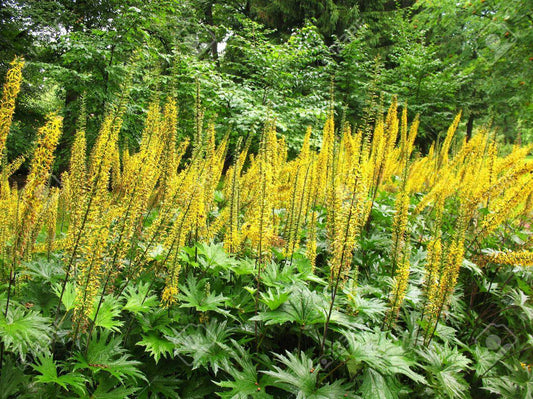 Ligularia przwalskii - Marginal Pond Plants - BP070
