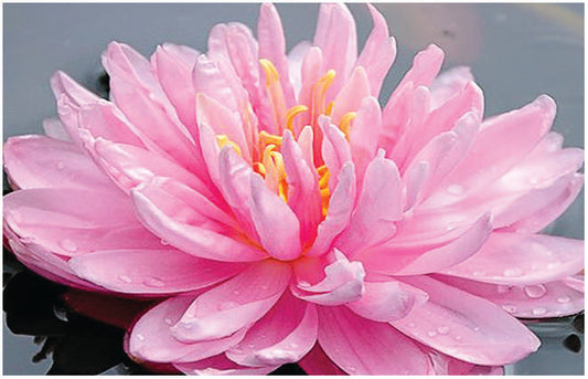 Lily Pons water lily - pond plants - LW13