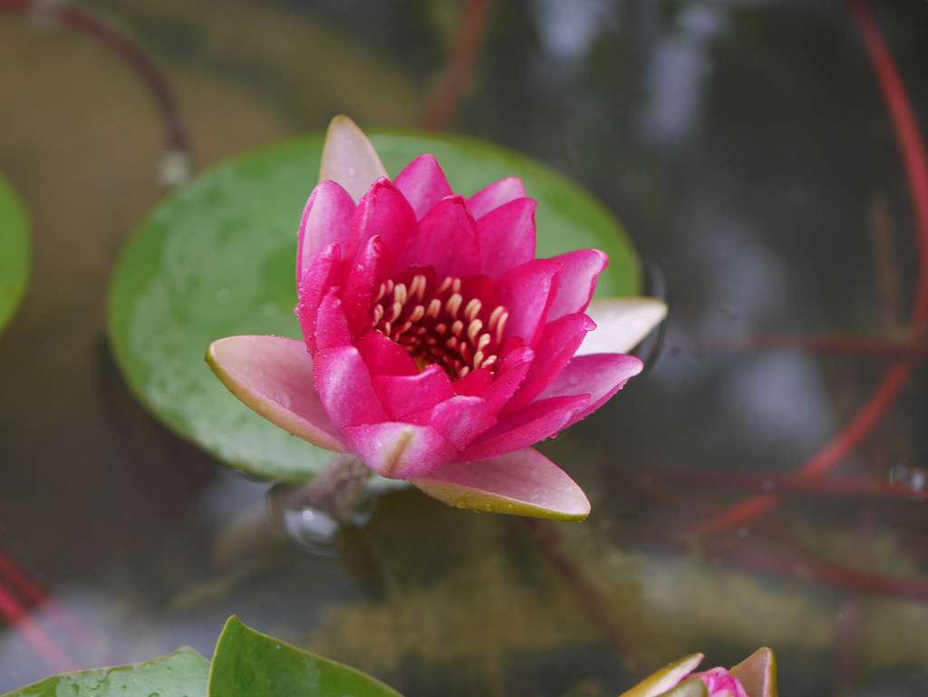 Liou water lily - pond plants - DW06