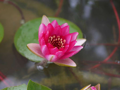 Liou water lily - pond plants - DW06