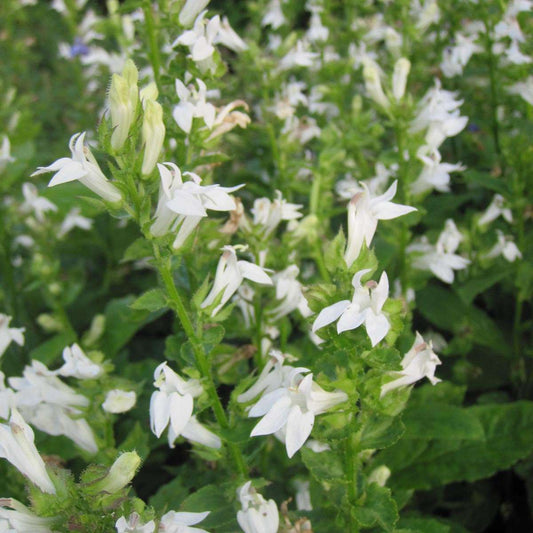 Lobelia siphilitica alba (White lobelia) - Marginal Pond Plants - MBP073