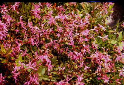 Lychnis flos-cuculi (Ragged robin) - Marginal Pond Plants - MP069