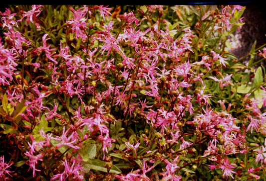 Lychnis flos-cuculi (Nana) - Marginal Pond Plants - MP069A