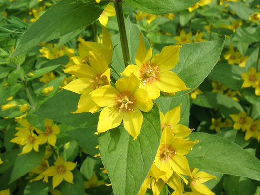 Lysimachia punctata (Dotted loosestrife) - Marginal Pond Plants - BP076