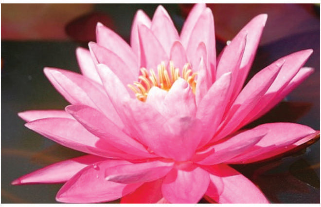 Magnificent water lily - pond plants - MW12