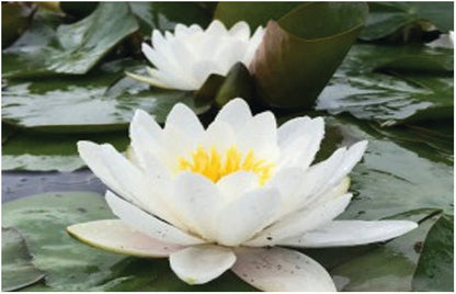 Marliacea Albida water lily - pond plants - VLW07