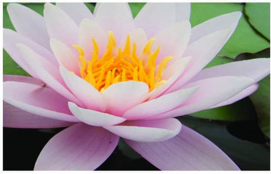 Marliacea Carnea water lily - pond plants - VLW08