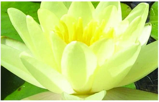 Marliacea Chromatella water lily - pond plants - VLW09