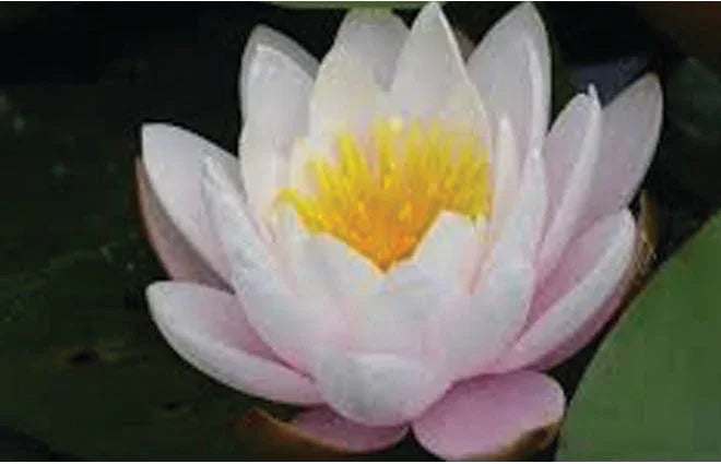 Marliacea Rosea water lily - pond plants - LW15