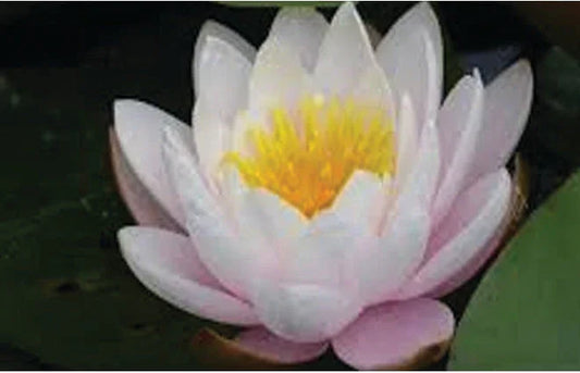 Marliacea Rosea water lily - pond plants - LW15