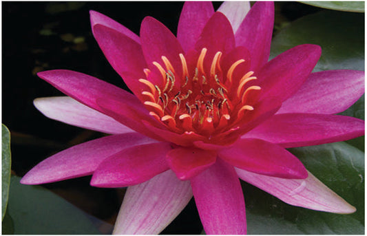 Marliacea Rubra Punctata water lily - pond plants - LW16