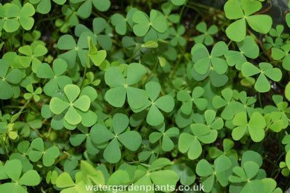 Marsilea quadrifolia (Water shamrock or Upright water clover) - Marginal Pond Plants  - Pond Plants - Water Plants - OX014