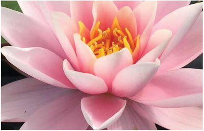 Martha water lily - pond plants - MW14