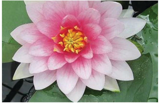 Masaniello water lily - pond plants - MW15