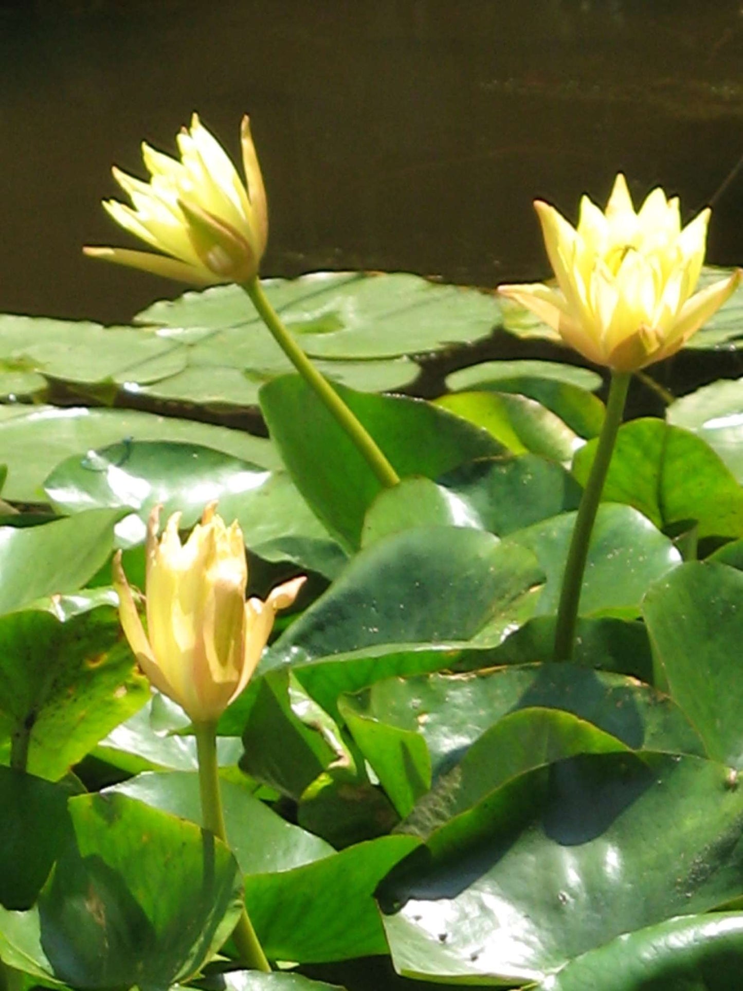Mexicana (Sunrise) water lily - pond plants - LW17