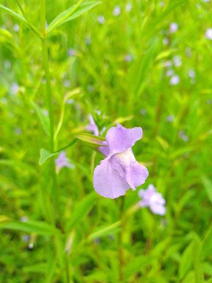 Mimulus ringens (Lavender musk) - Marginal Pond Plants - MP082
