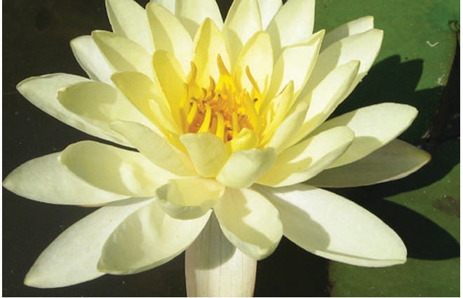 Moorei water lily - pond plants - MW16
