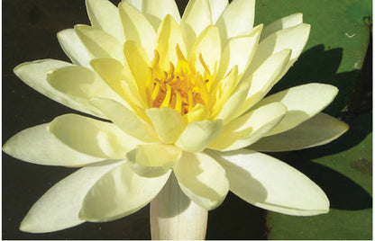 Moorei water lily - pond plants - MW16