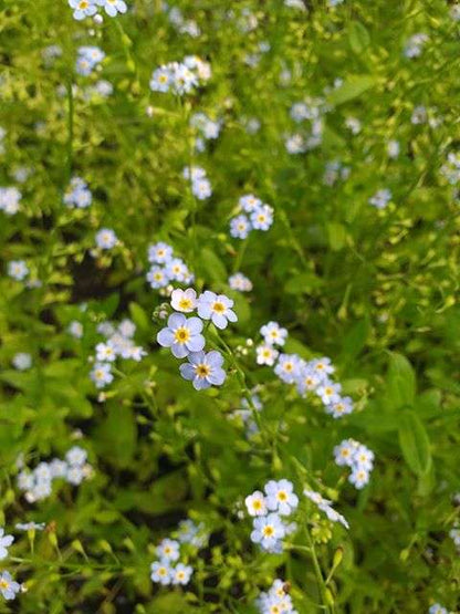 Myosotis scorpioides (Water forget-me-not) - Marginal Pond Plants - MP084