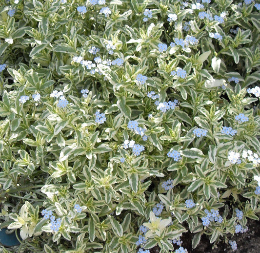 Myosotis scorpiodes variegata - Marginal Pond Plants - BP087A