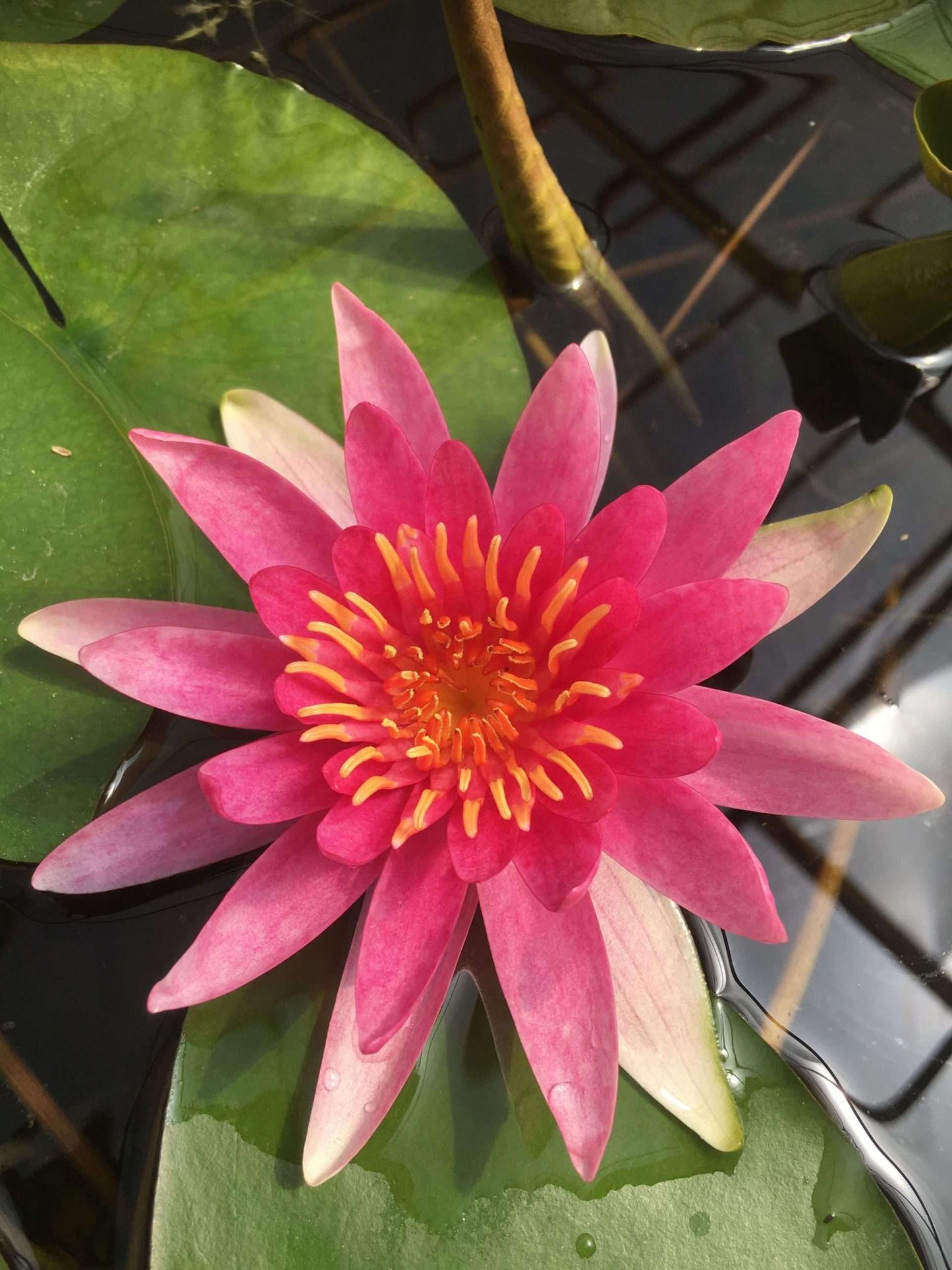 Newton water lily - pond plants - MW18