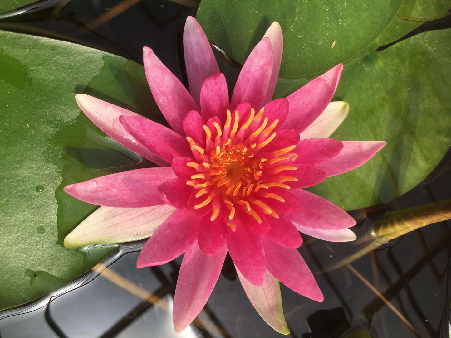 Newton water lily - pond plants - MW18