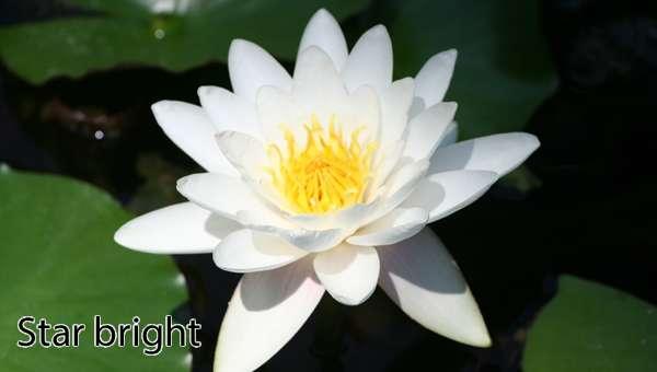 Star Bright water lily - pond plants water lilies aquatic plants