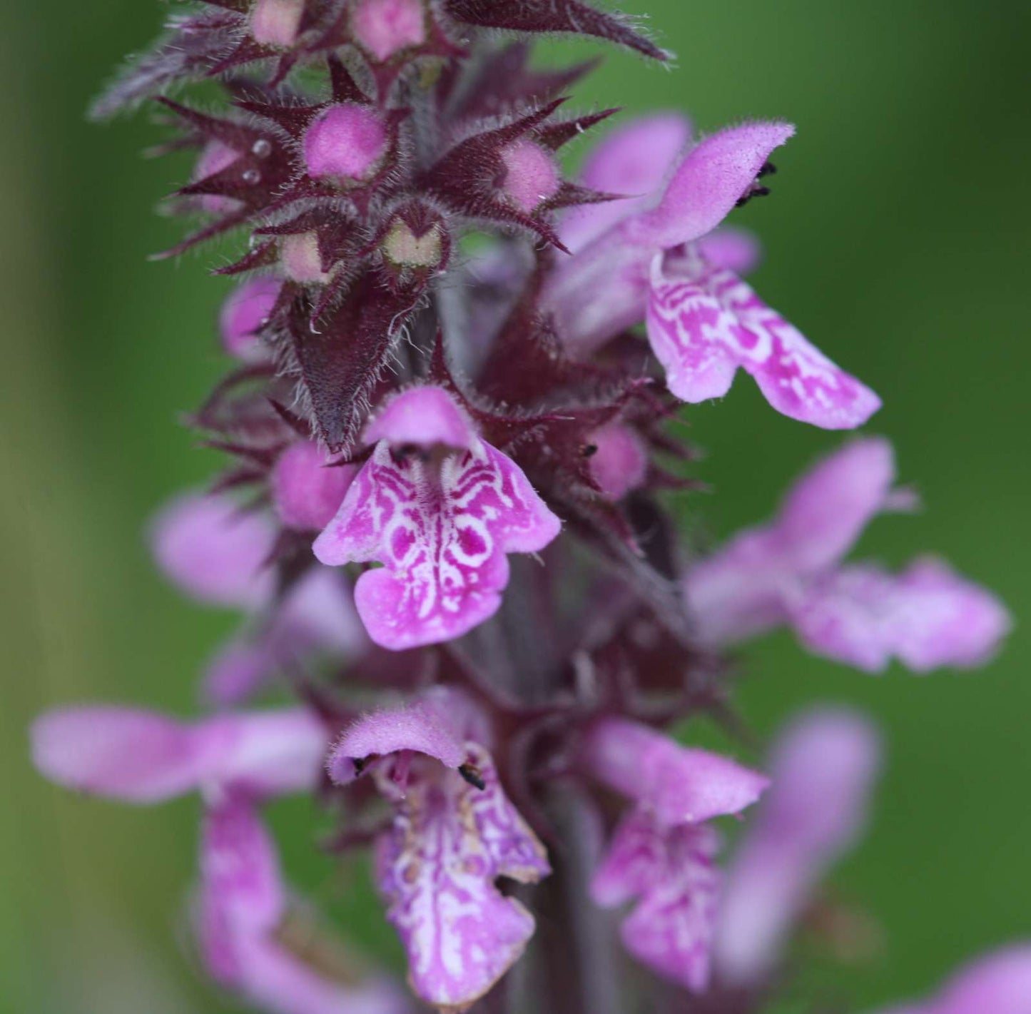 Lincolnshire Pond Plants dragonflies & damselflies Pack Potted - DDPL02