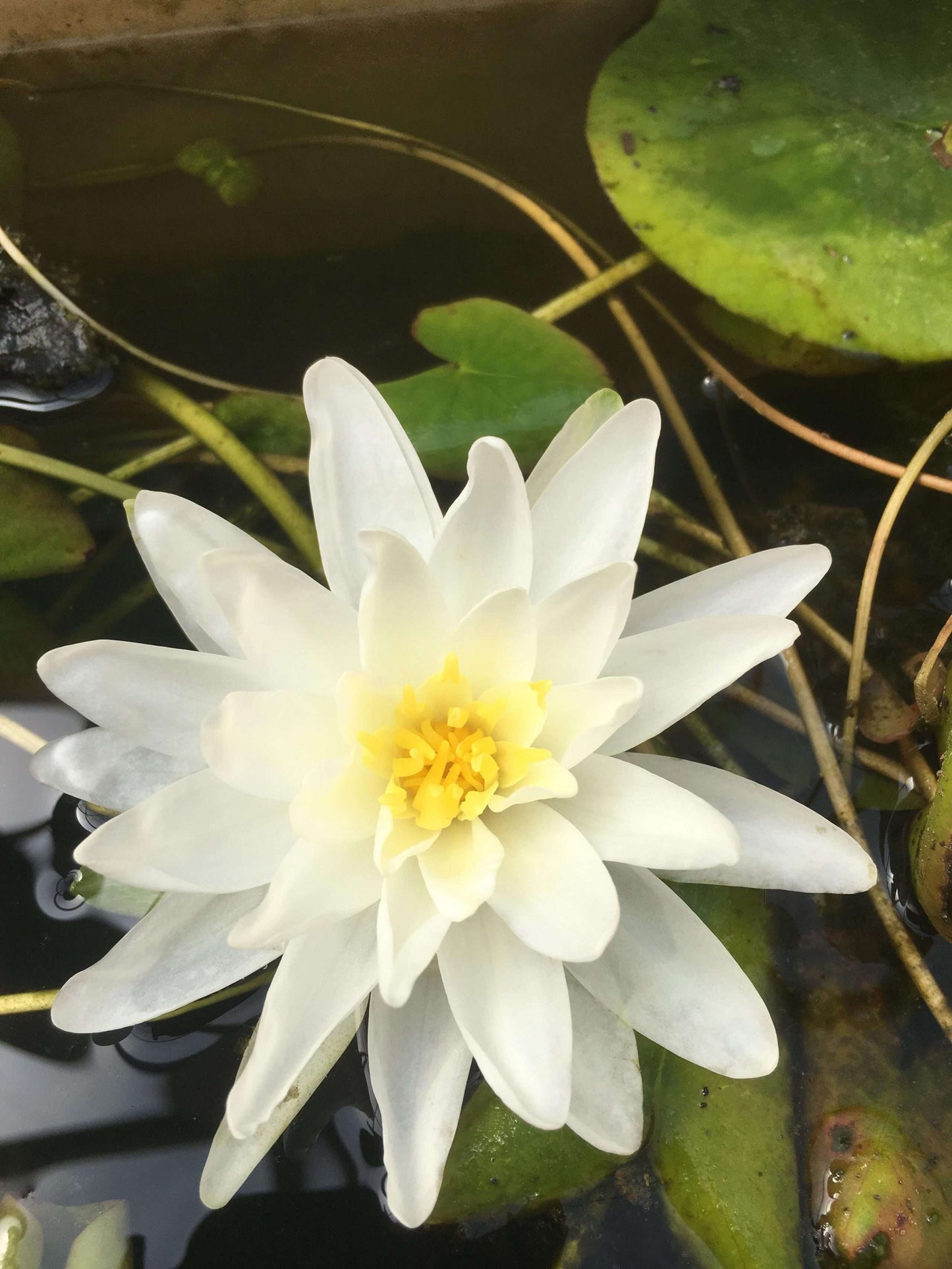 Perrys Double White water lily - pond plants - MW19