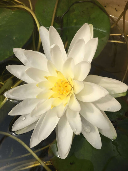 Perrys Double White water lily - pond plants - MW19