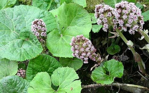 Petasites hybridus (Umbrella plant) - Marginal Pond Plants - MP089A