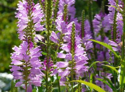 Physostegia virginiana (Obedient plant) - Marginal Pond Plants - MBP094