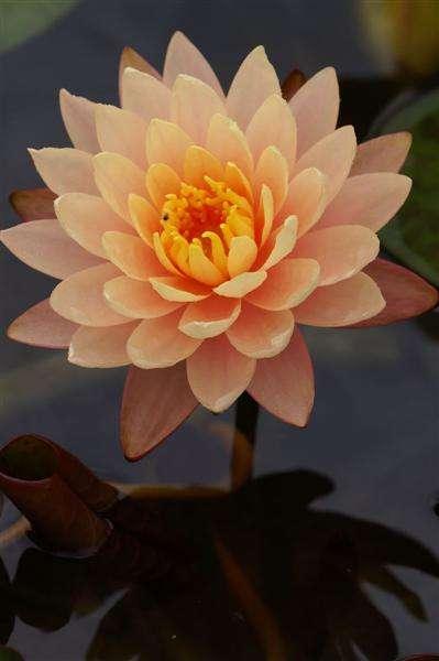 Mangkala Ubol water lily - pond plants - MW13