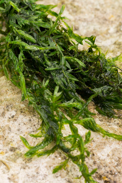 Lincolnshire Pond Plants dragonflies & damselflies Pack Potted - DDPL02