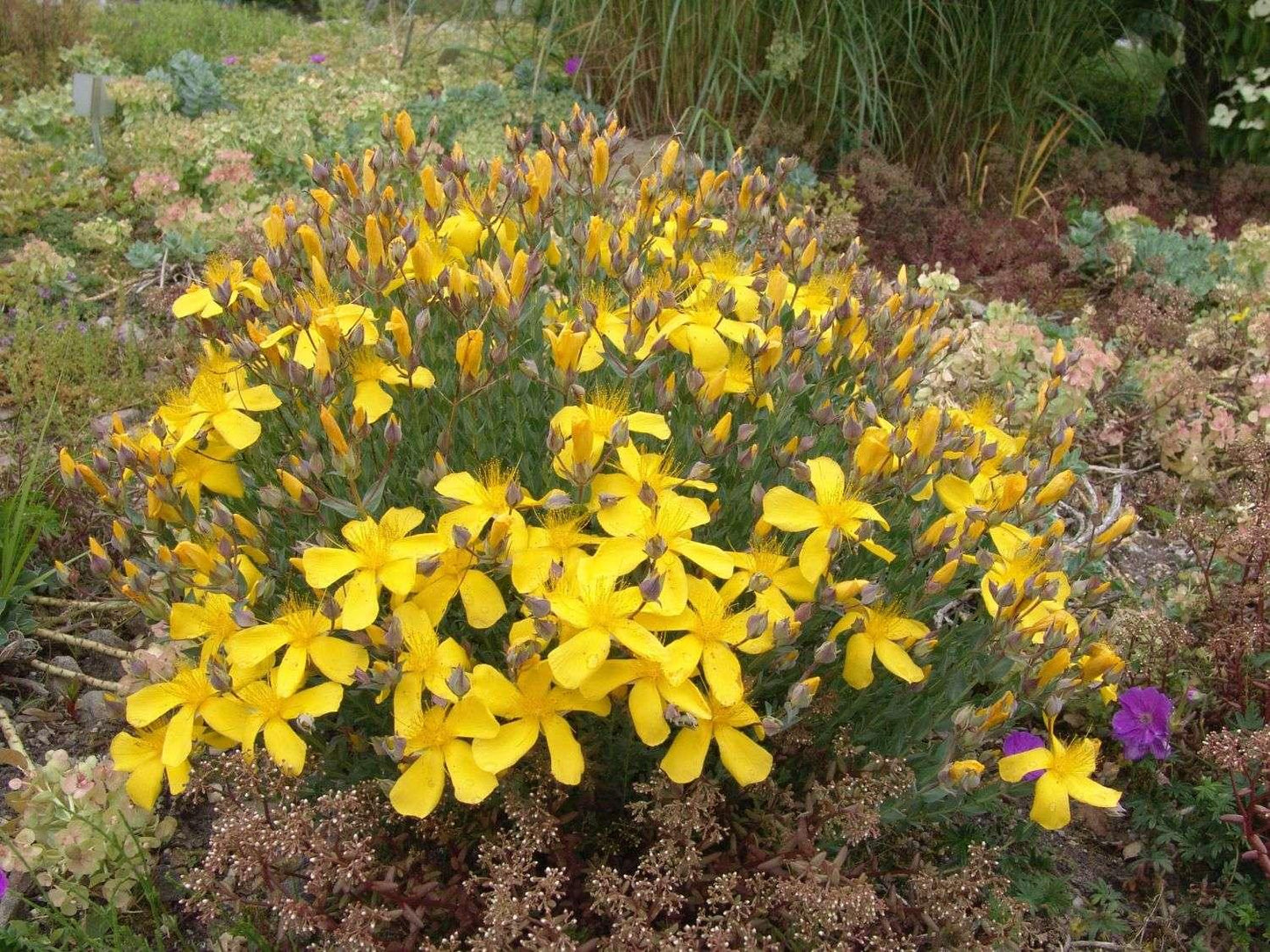 Hypericum polyphyllum 'Grandiflorum' - Marginal Pond Plants - MP047B