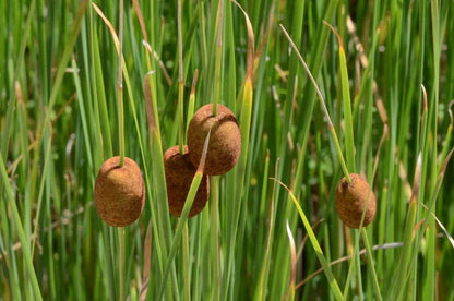 Marginal-Pond-Plants-8-Different-Varieties-Perfect-for-Bees-amp-Other-Pollinatin