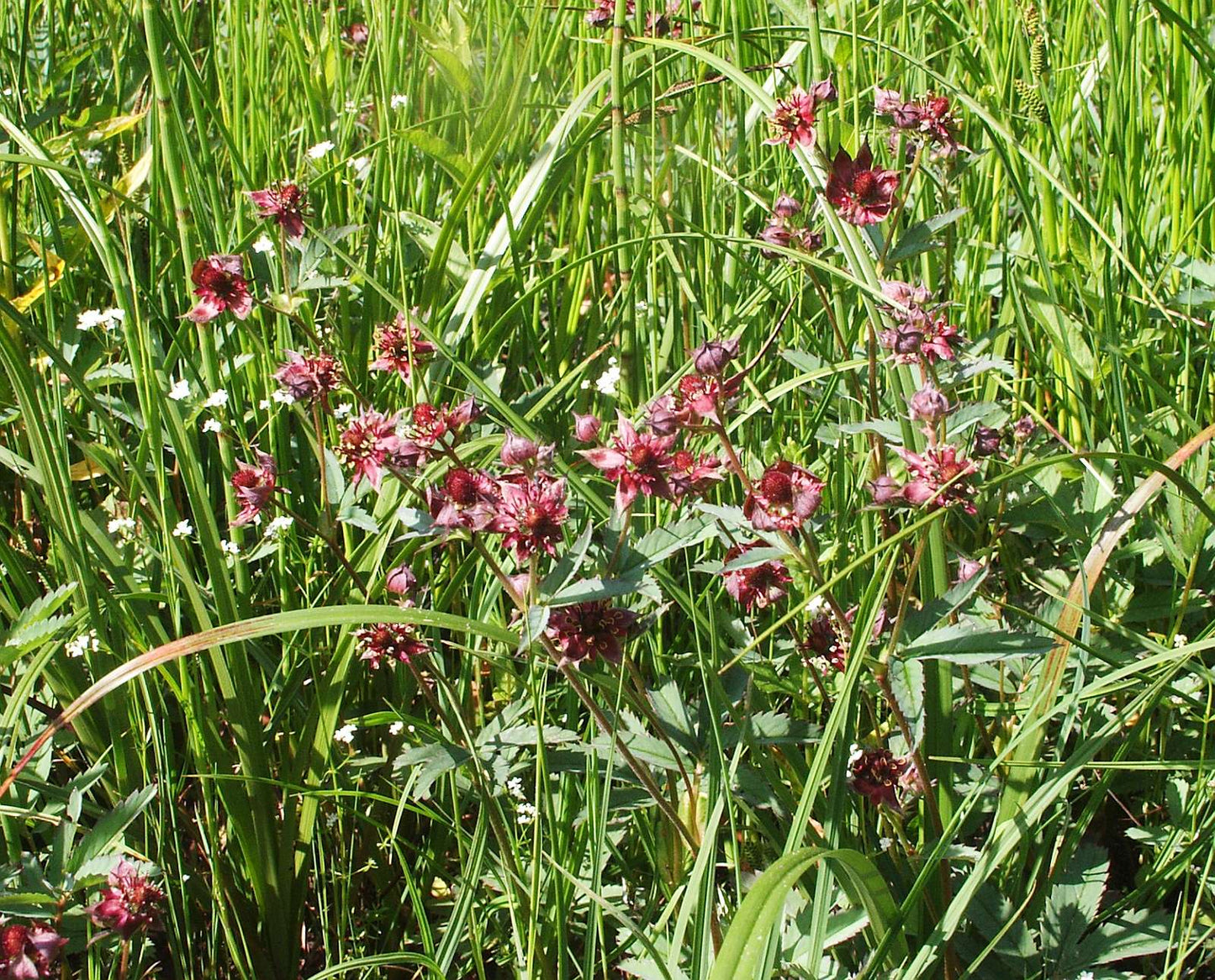 Potentilla palustris (Marsh cinquefoil) - Marginal Pond Plants - MP096