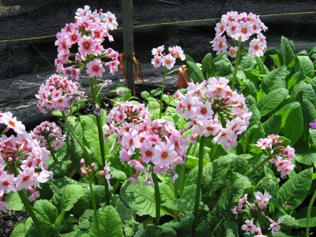 Primula Japonica - Marginal Pond Plants - BP098