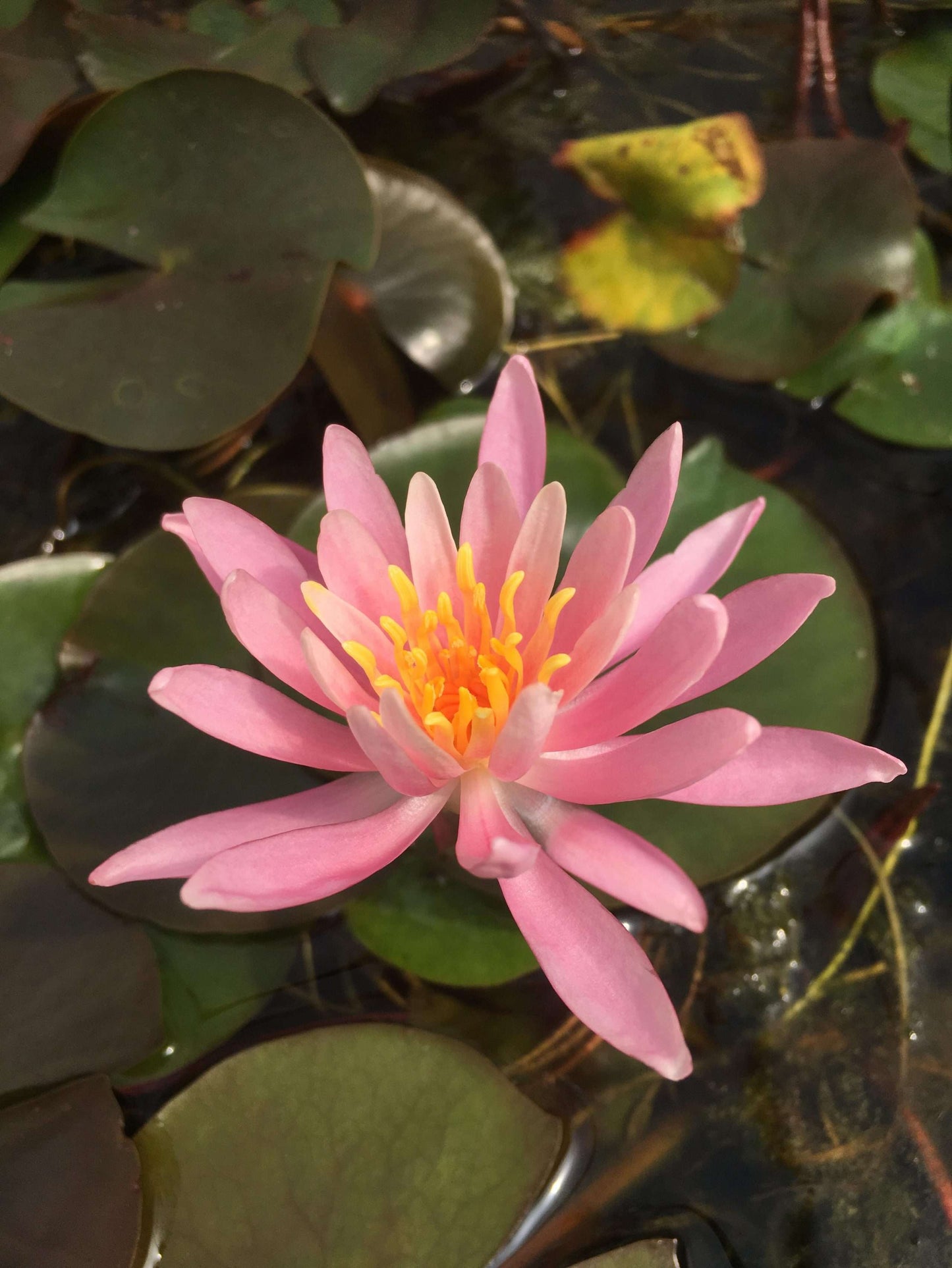 Princess Elizabeth water lily - pond plants - SW08