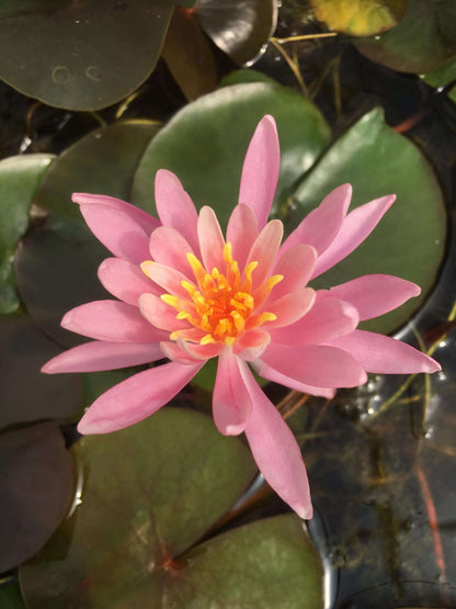 Princess Elizabeth water lily - pond plants - SW08