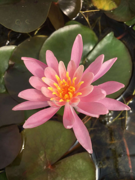 Princess Elizabeth water lily - pond plants - SW08