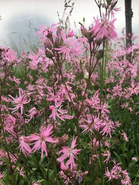 Lychnis flos-cuculi (Ragged robin) - Marginal Pond Plants - MP069