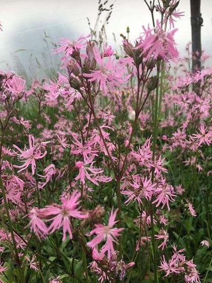 Lychnis flos-cuculi (Ragged robin) - Marginal Pond Plants - MP069