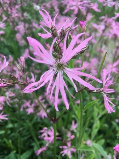 Lychnis flos-cuculi (Ragged robin) - Marginal Pond Plants - MP069