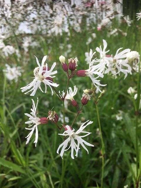 Lychnis flos-cuculi alba (White ragged robin) - Marginal Pond Plants - MP070